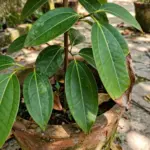 Young tejpat tree with glossy veined leaves growing in a large terracotta pot on a sunny patio