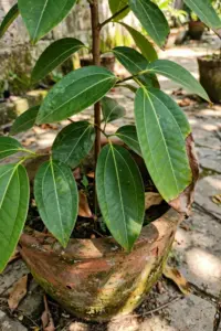 Young tejpat tree with glossy veined leaves growing in a large terracotta pot on a sunny patio