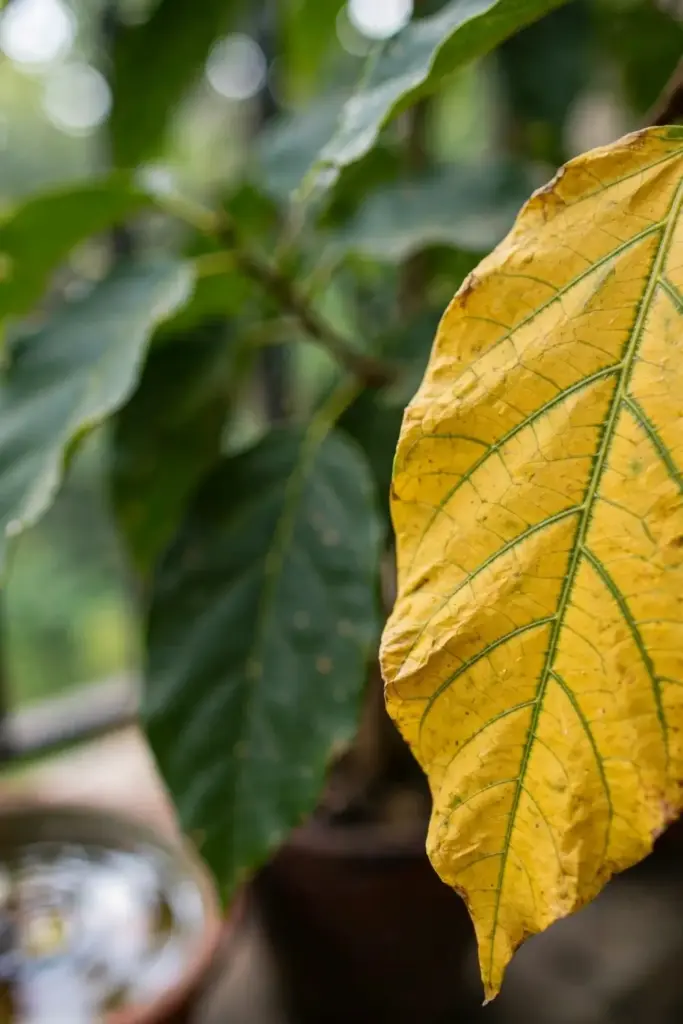 Close-up of yellowing tejpat leaves showing overwatering stress symptoms