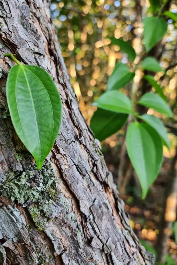 Detail of tejpat bark and leaf cluster on a mature tree trunk