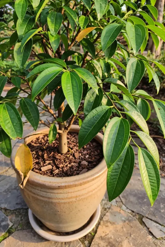 Tejpat tree in a large container on a patio with saucer and mulch visible