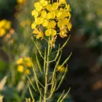 Flowering Indian mustard bed with yellow blooms and swelling seed pods