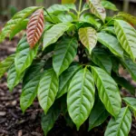 Young Indonesian cinnamon tree with glossy veined leaves in a mulched garden bed