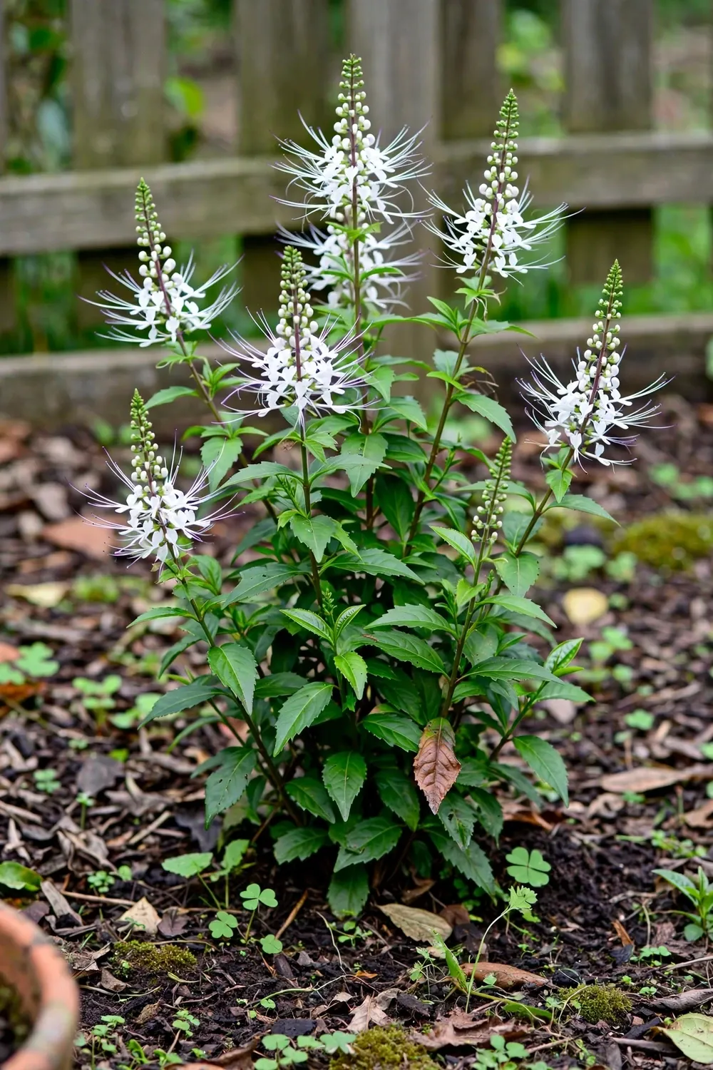 Bushy Java tea plant with white whisker flowers in a garden bed