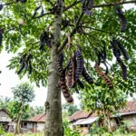 Full jengkol tree hung with dark purple twisted pods under a spreading crown