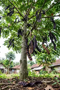 Full jengkol tree hung with dark purple twisted pods under a spreading crown