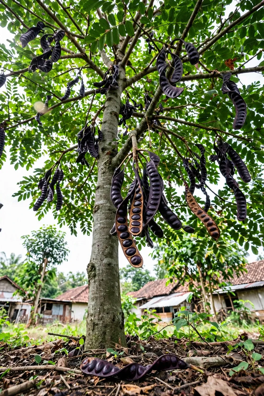 Full jengkol tree hung with dark purple twisted pods under a spreading crown