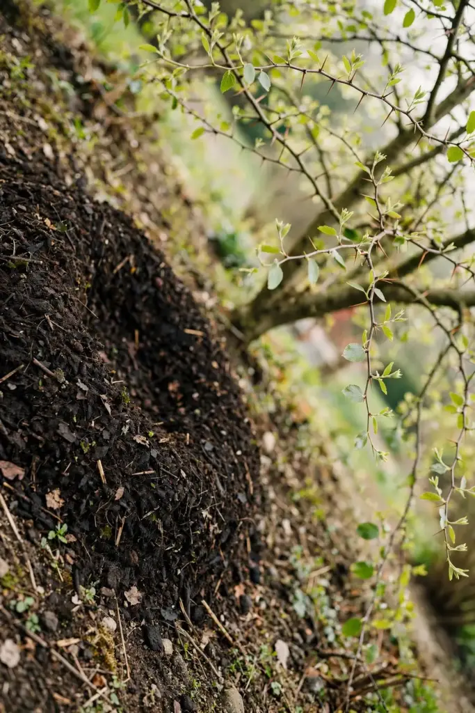 Compost top-dressing spread under a jujube tree in spring
