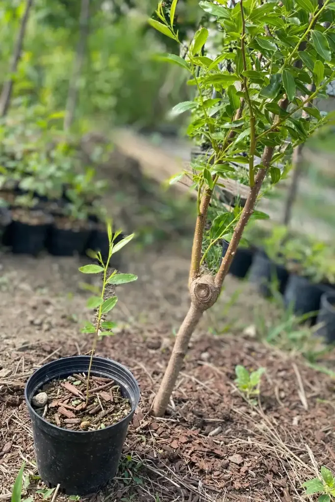Young jujube seedling beside a grafted jujube tree in a nursery