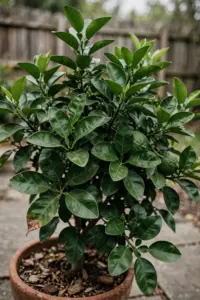 Potted makrut lime tree with glossy double-lobed leaves and bumpy green fruit on a sunny patio