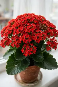 Flaming Katy kalanchoe in full bloom with dense red flower clusters in a terracotta pot