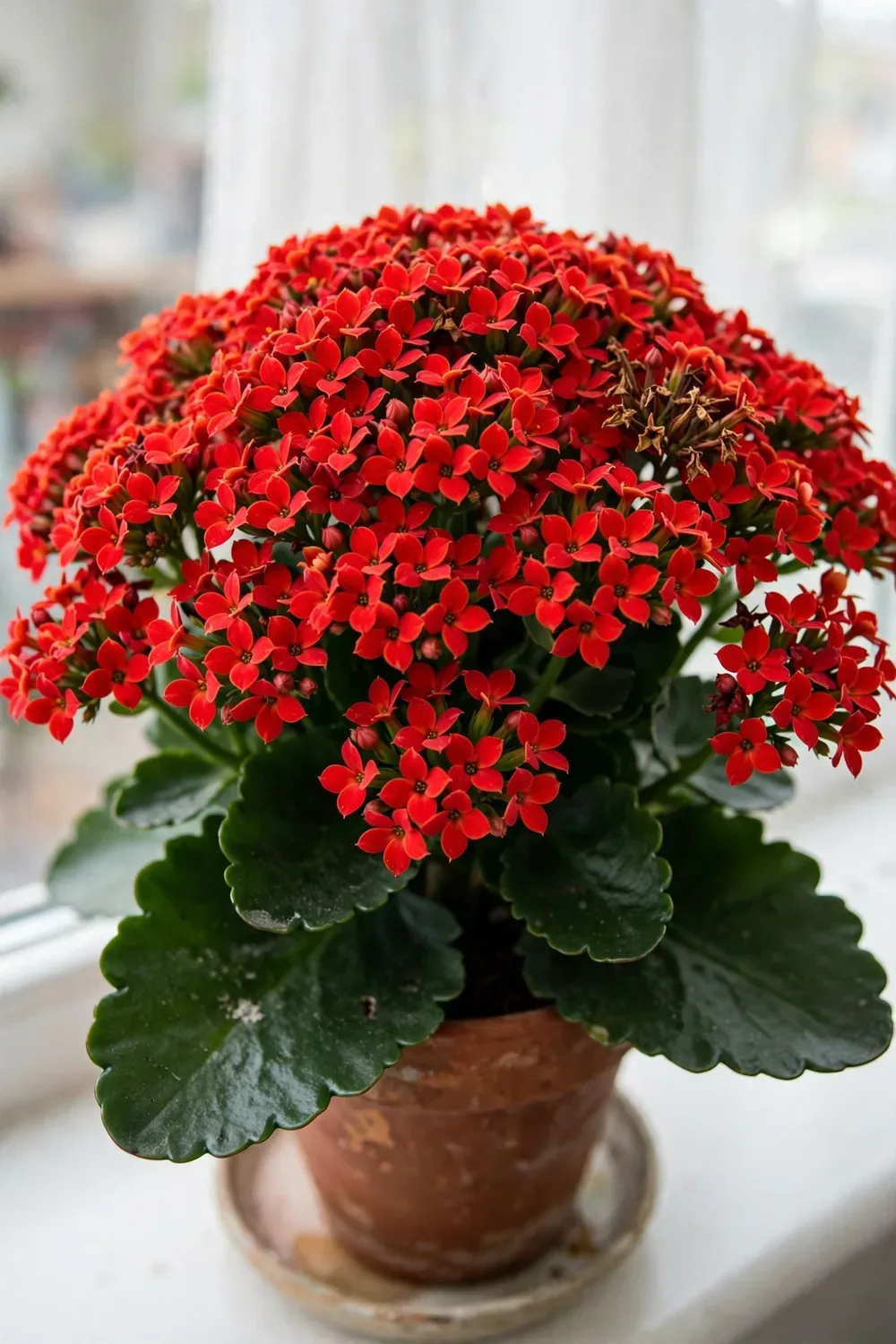 Flaming Katy kalanchoe in full bloom with dense red flower clusters in a terracotta pot
