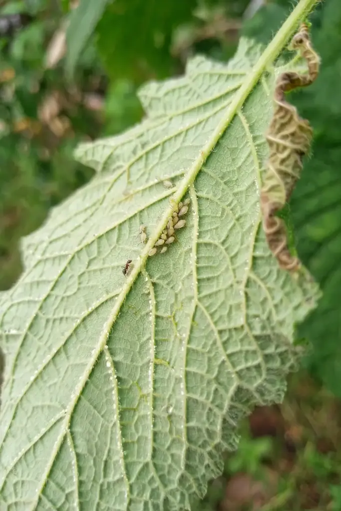 Close view of kalmegh leaf underside with small aphid cluster