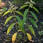 Flowering kalmegh plant with bitter green leaves in a sunny garden bed