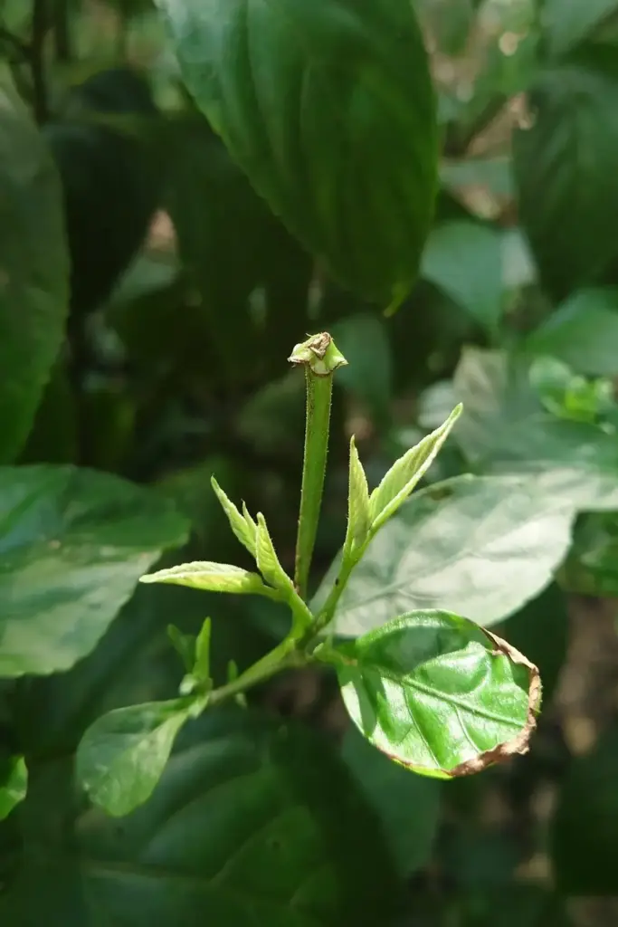 Pinched kalmegh stem tips showing fresh side-branch growth