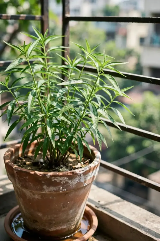 Kalmegh plant growing in a terracotta pot on a sunny balcony