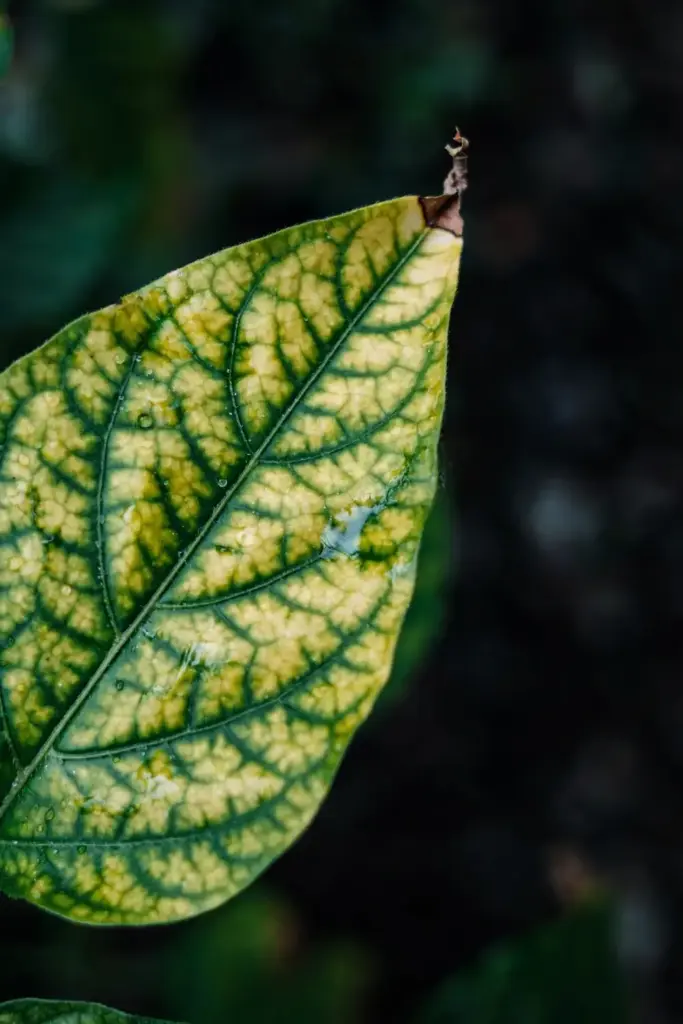 Chilli leaf with yellowing between green veins shown in close-up