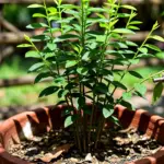 Multistemmed katuk shrub in a deep pot with bright lime-green shoot tips in dappled shade