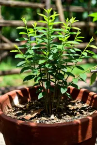 Multistemmed katuk shrub in a deep pot with bright lime-green shoot tips in dappled shade