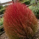 Red autumn kochia mound with fine feathery foliage in a garden bed