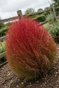 Red autumn kochia mound with fine feathery foliage in a garden bed