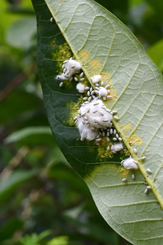 Mealybug cluster on the underside of a kokum leaf, macro view