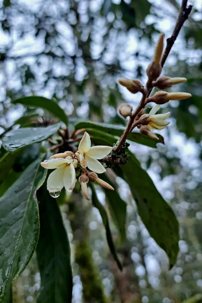 Small pale kokum flowers clustered at leaf axils on winter wood