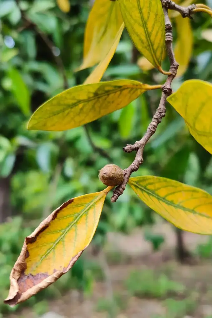 Kokum leaves yellowing between veins, a diagnostic close view