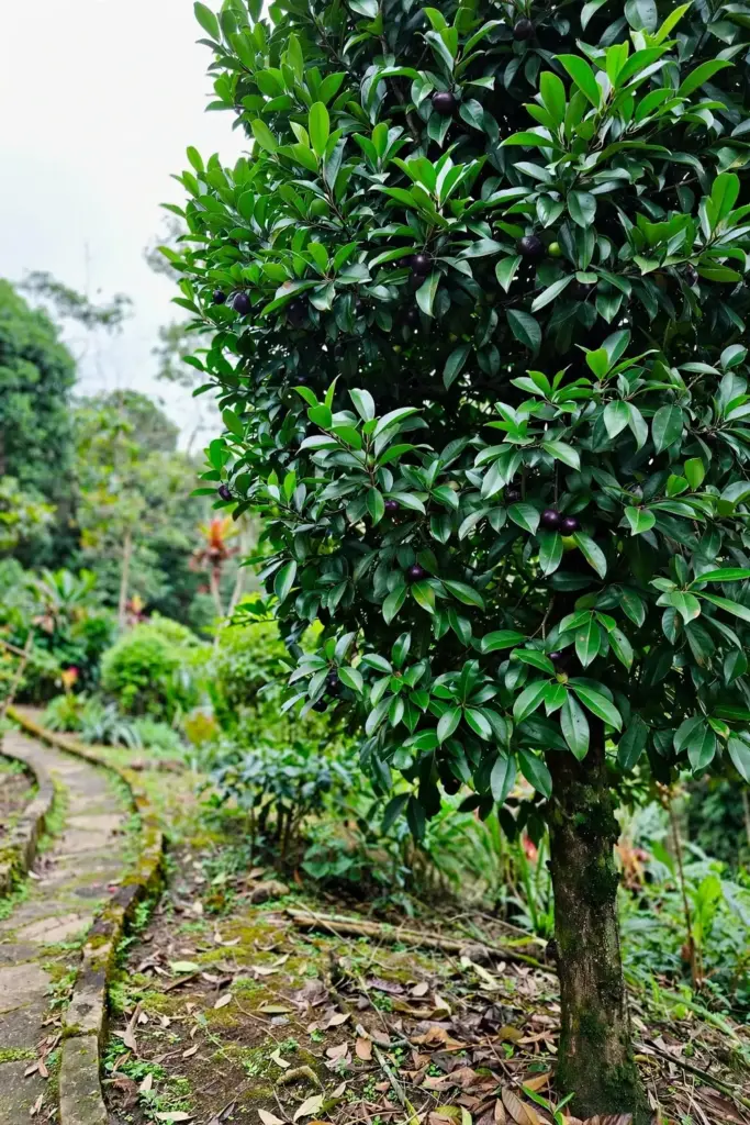 Full portrait of a fruiting kokum tree in a home garden