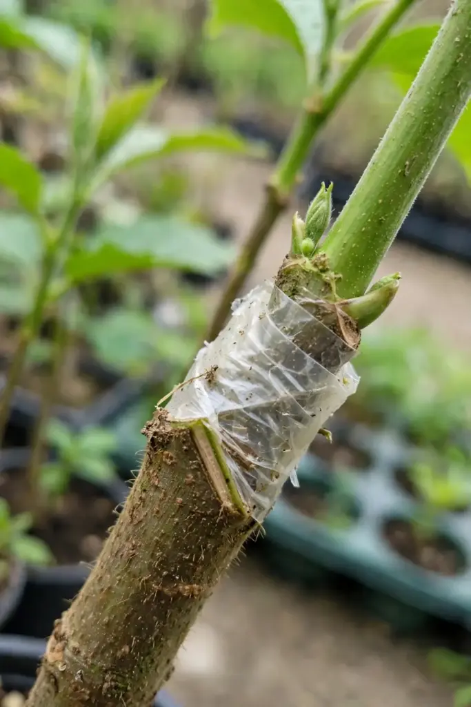 Close view of a softwood graft union on a young kokum stem