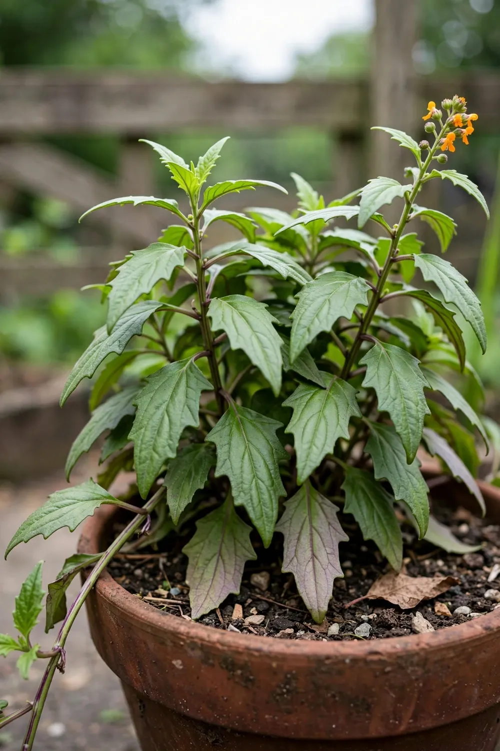 Bushy longevity spinach plant in a deep pot with trailing stems and ovate leaves