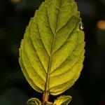 Backlit Mentha arvensis leaf glowing with visible veins