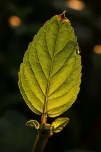 Backlit Mentha arvensis leaf glowing with visible veins