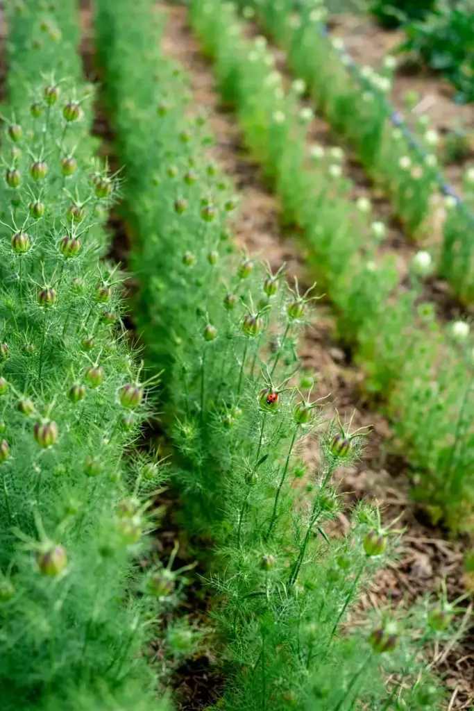 Healthy nigella bed with clean foliage and developing pods