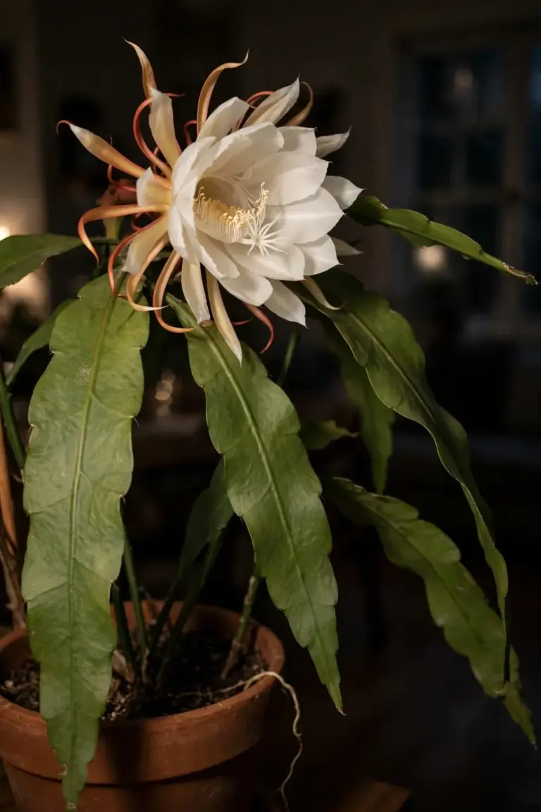 Potted night-blooming cereus with flat arching stems and one wide white flower