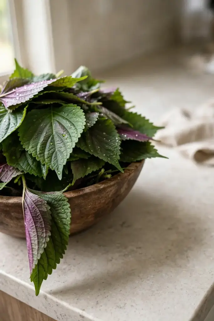 Freshly picked perilla leaves in a wooden bowl