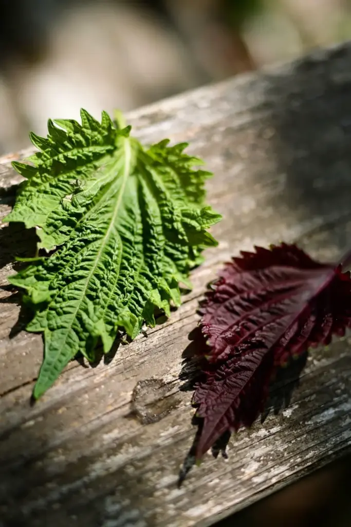 Green shiso and red shiso leaves side by side showing ruffled var. crispa form
