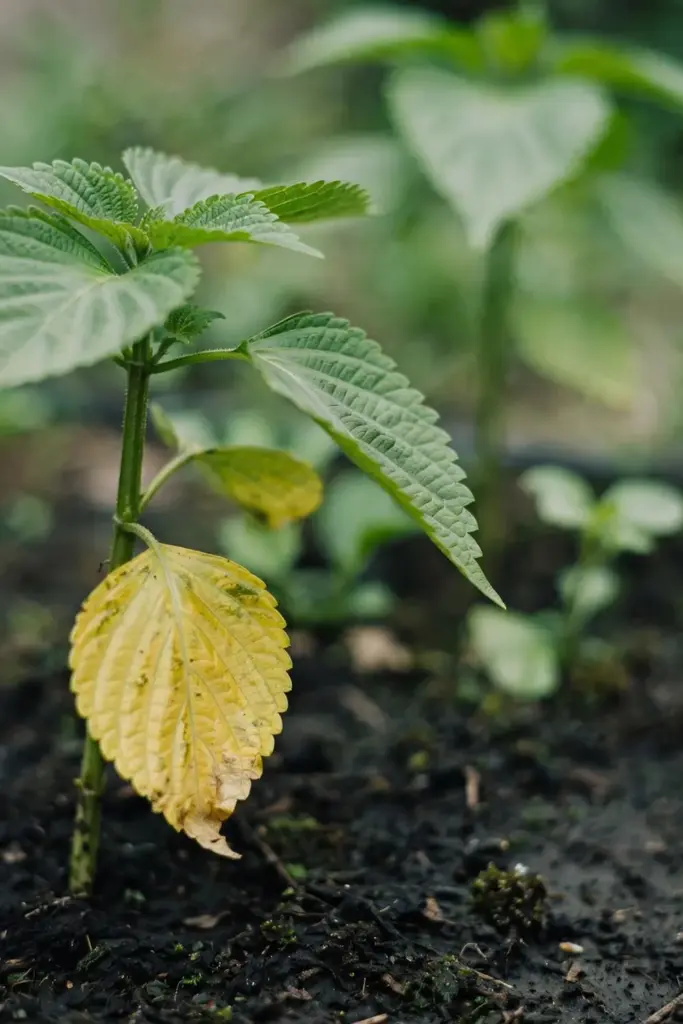 Young perilla plant with one yellowing lower leaf