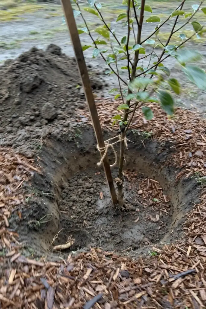 Young persimmon tree set into a wide planting hole with mulch ring