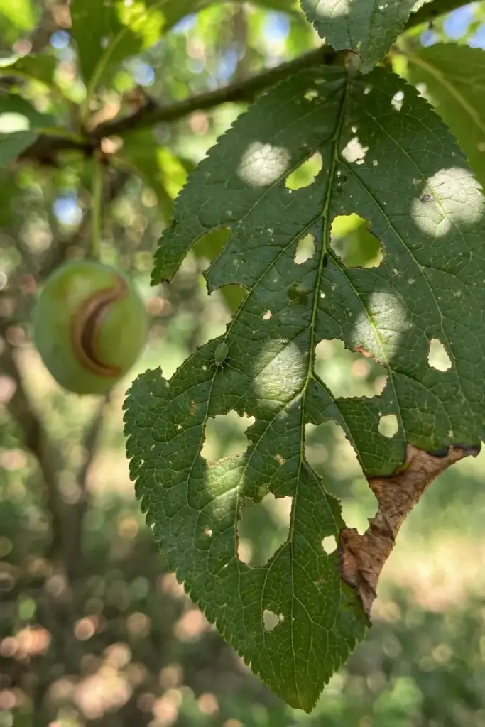 Plum leaf with shot-hole damage and a scarred young fruit close up