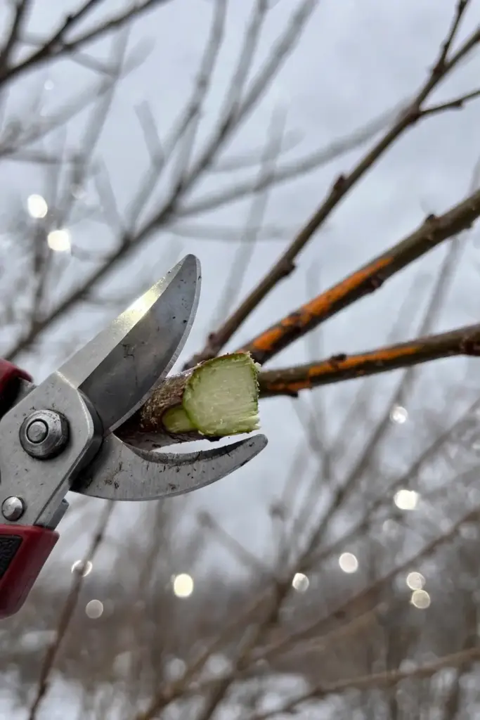 Pruning shears making a clean cut on a plum branch in winter