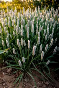 Mature isabgol plants with white flower spikes in a home garden bed