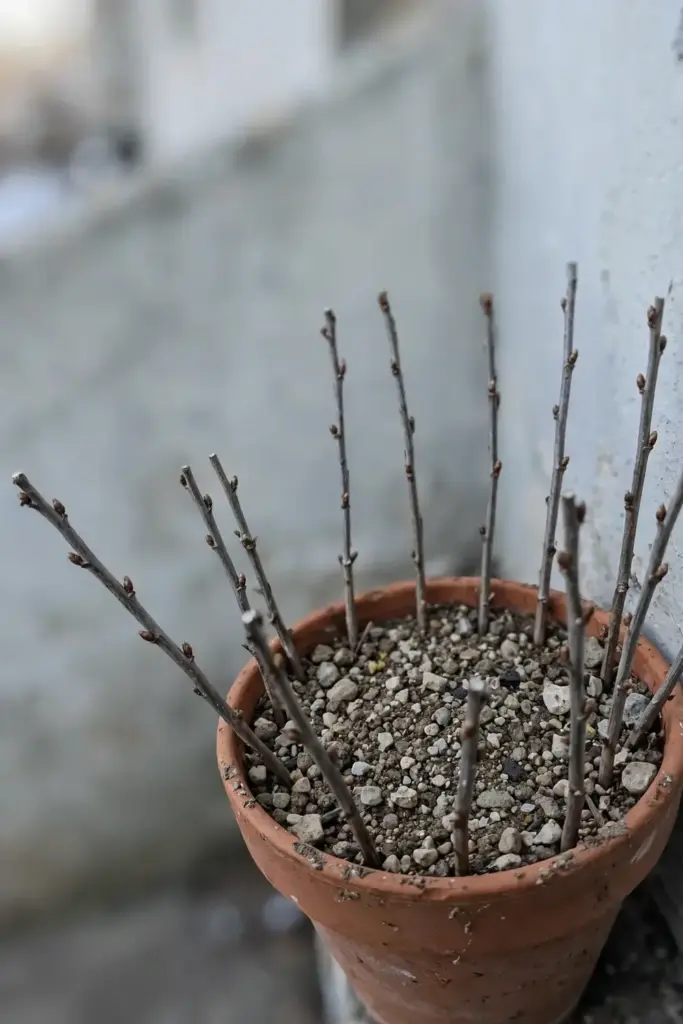 Hardwood red currant cuttings stuck around the edge of a pot