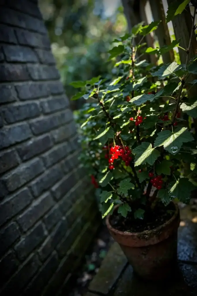 Potted red currant against a shaded north-facing wall