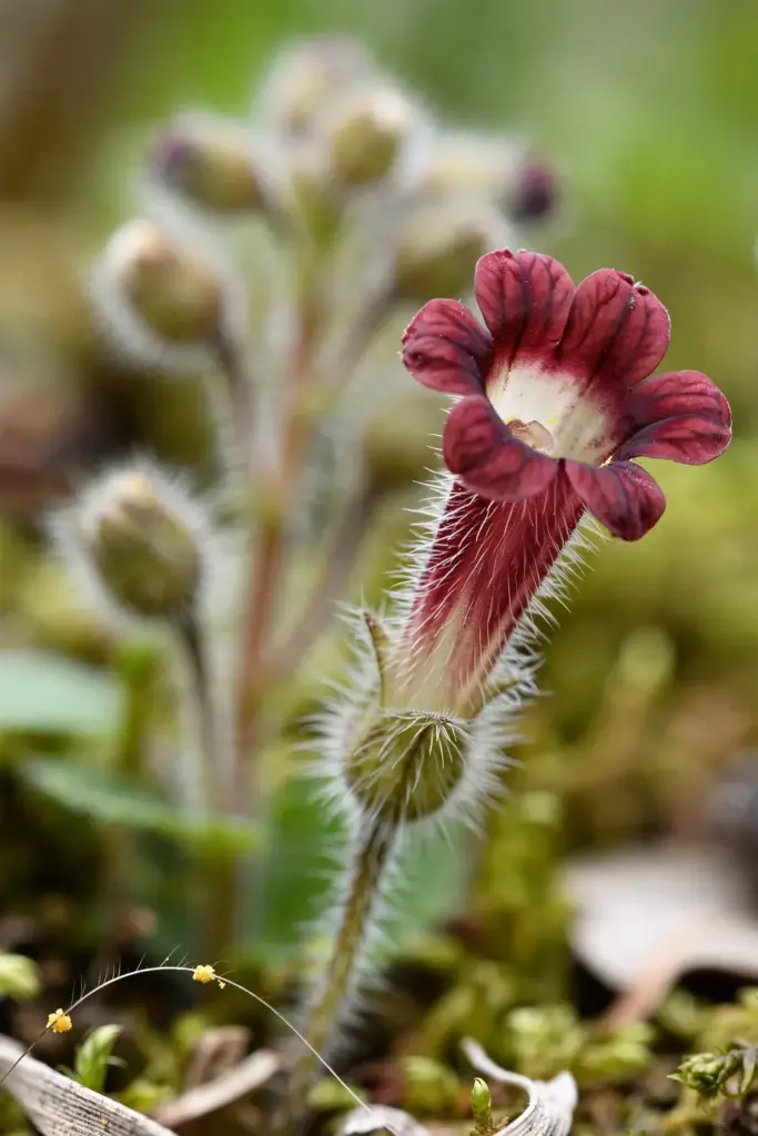 Macro of hairy maroon rehmannia flower with cream throat