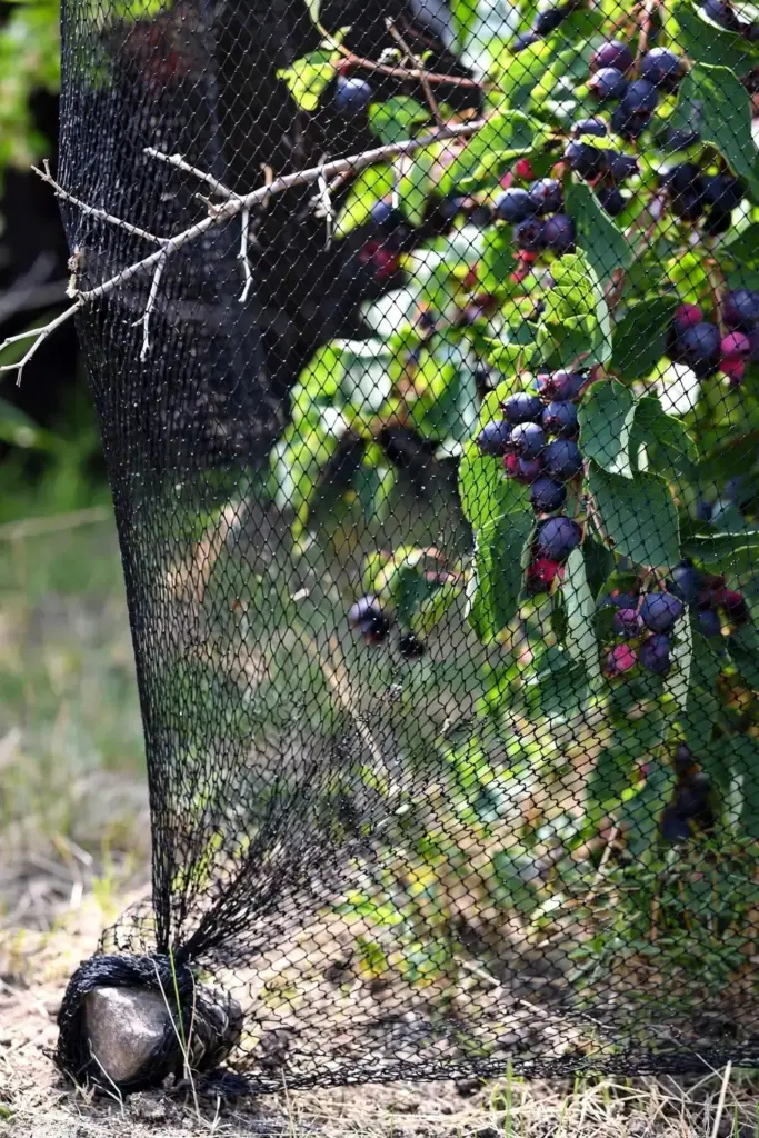 Saskatoon shrub draped in fine bird netting over ripening berries