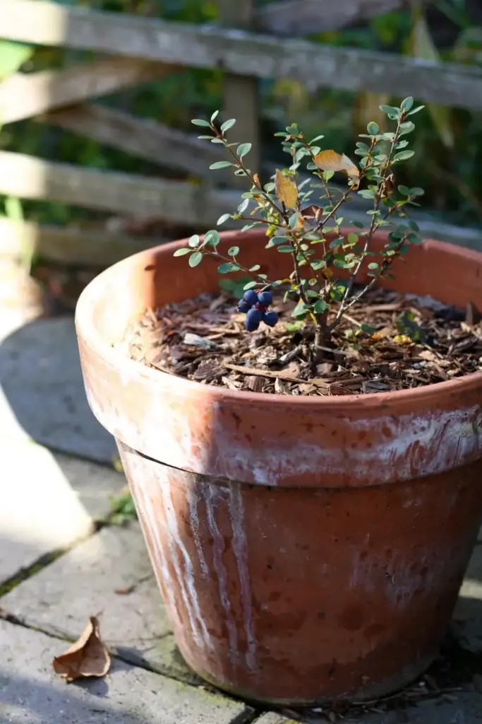 Dwarf saskatoon shrub growing in a large pot on a sunny patio