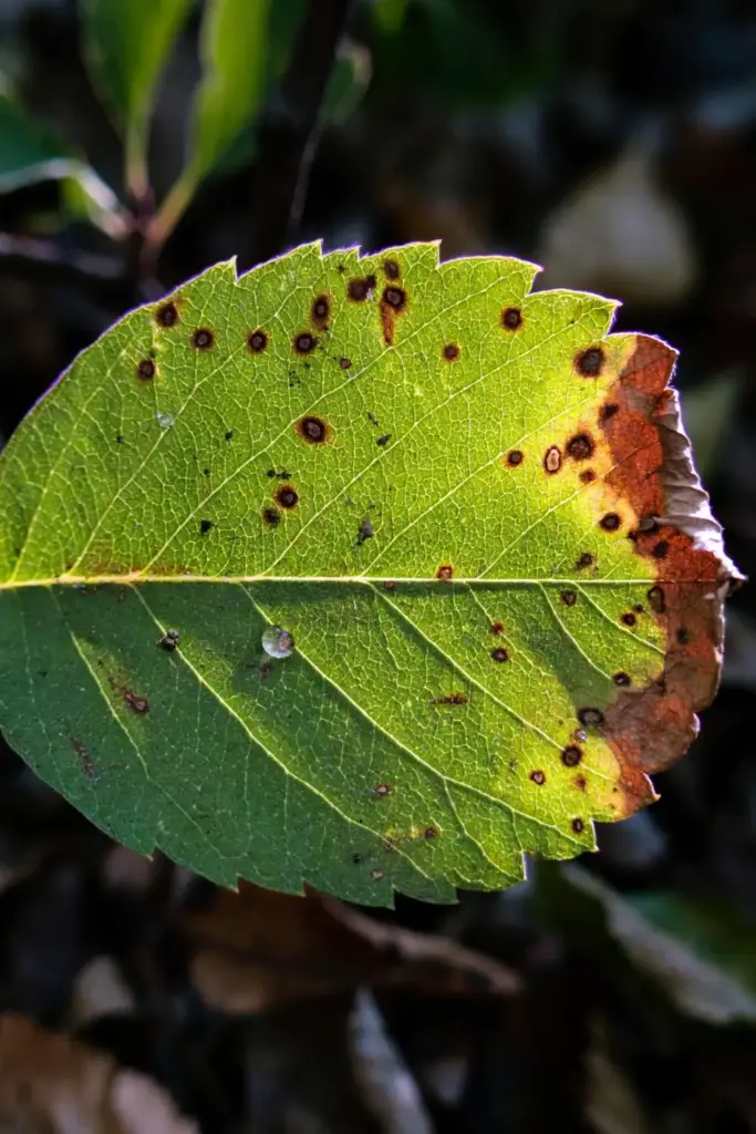 Close-up of saskatoon leaf with dark Entomosporium leaf spots