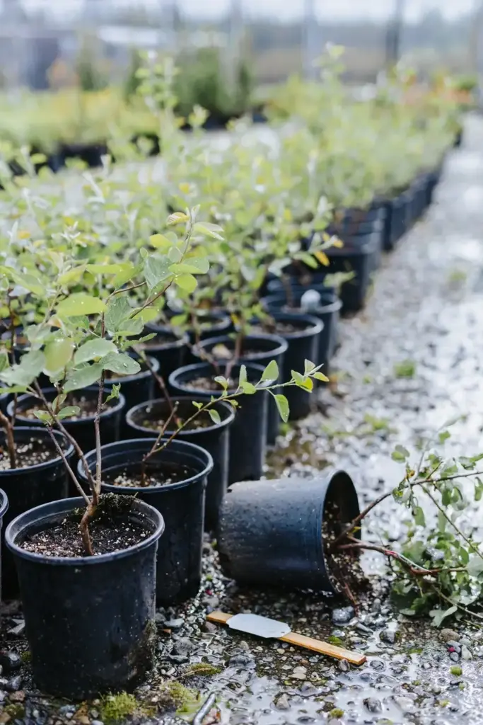 Rows of potted saskatoon whips at a plant nursery