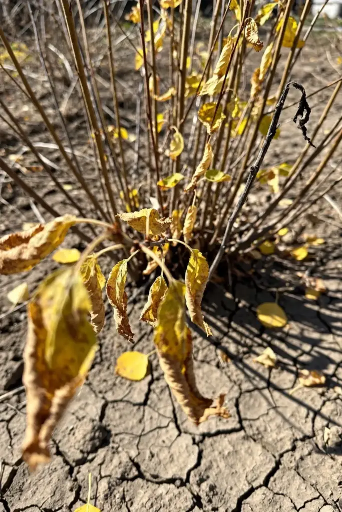 Stressed saskatoon shrub with wilted yellowing leaves in dry soil